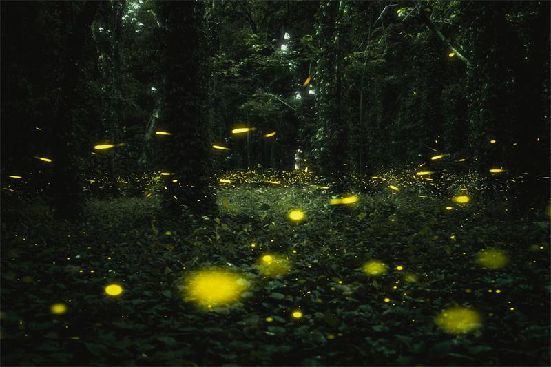 華南植物園 夏夜里的螢火蟲