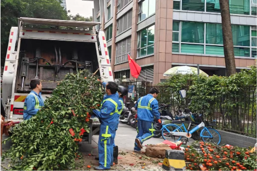廣環(huán)投車(chē)輛對(duì)年花年桔枝葉進(jìn)行分類(lèi)收運(yùn).jpg